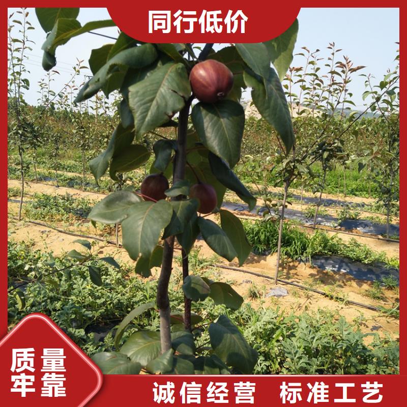 梨树苹果苗客户满意度高量大从优