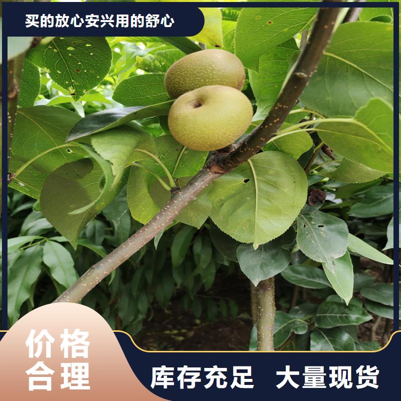 ​红梨苗量多优惠好产品好服务