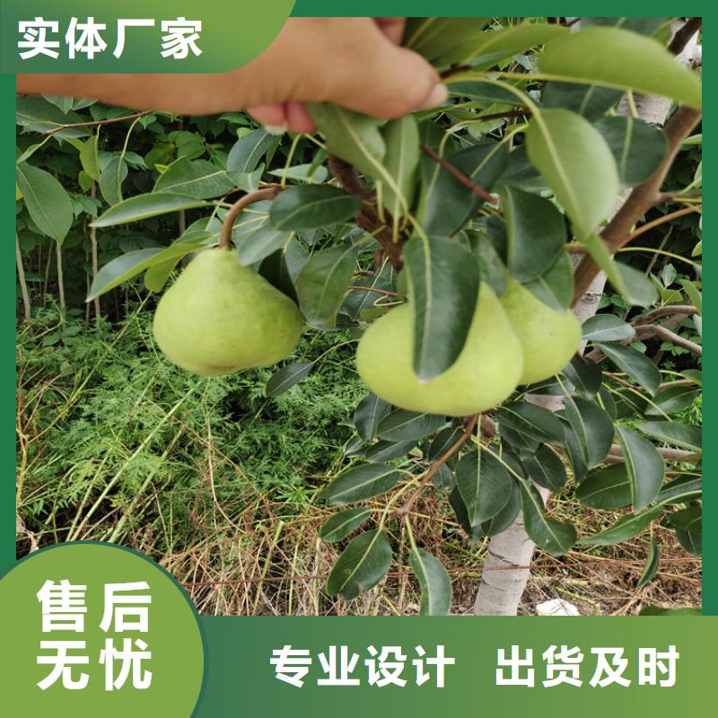 早酥红梨苗批发价格本地供应商