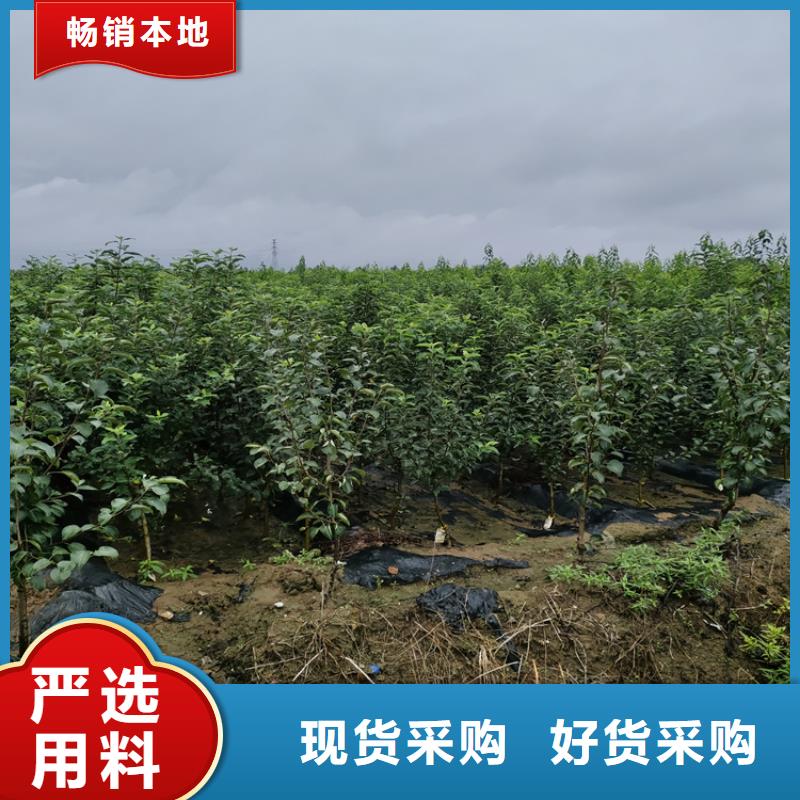 梨树_梨树苗支持货到付清品牌企业