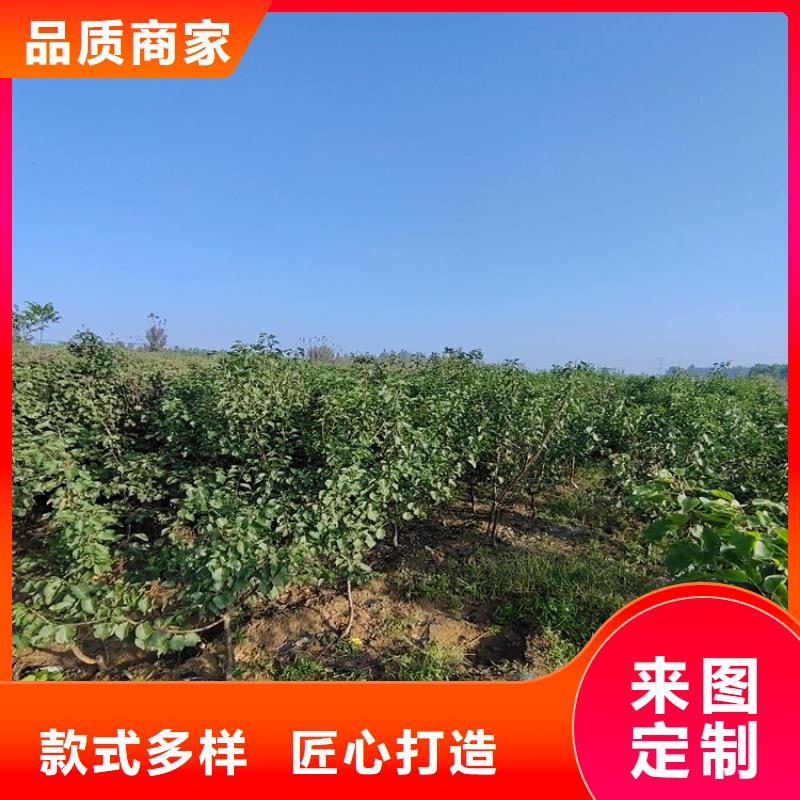 红梨树苗多少钱一棵本地生产商