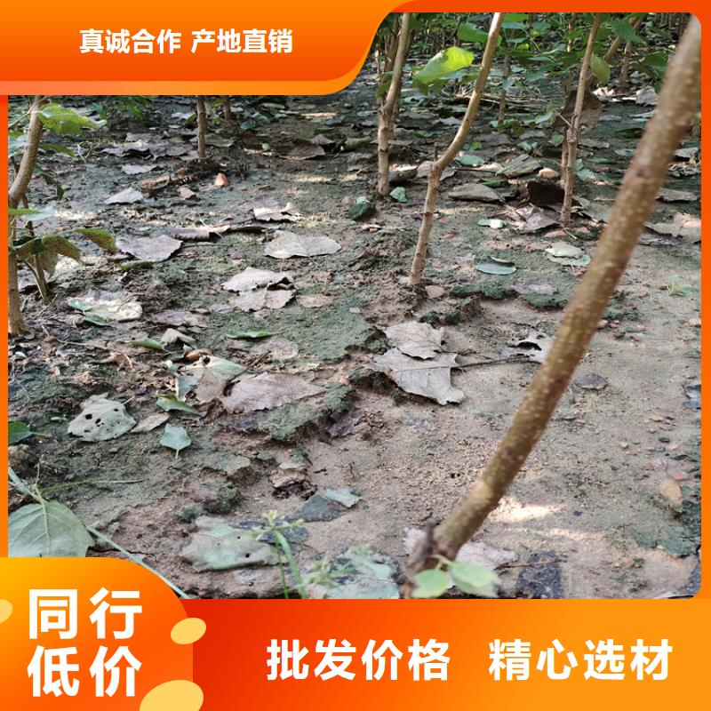【梨树苹果苗符合行业标准】物美价优