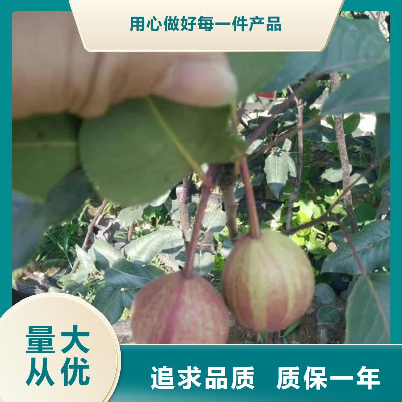 梨树,樱桃苗用品质赢得客户信赖为您提供一站式采购服务
