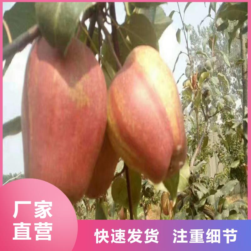 梨树樱桃苗多种规格库存充足价格实惠