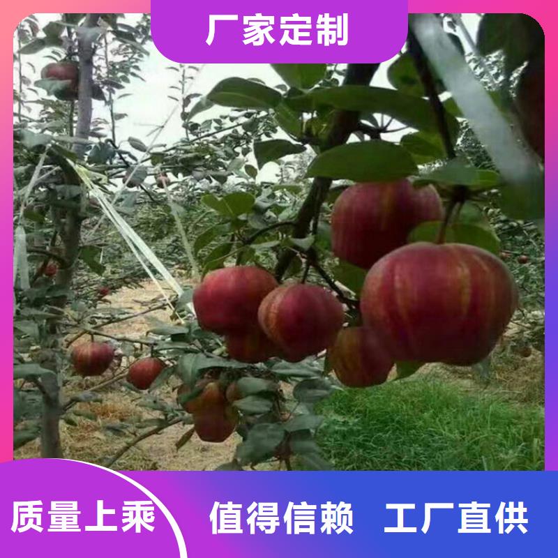 ​梨树苹果苗质量无忧同城生产商