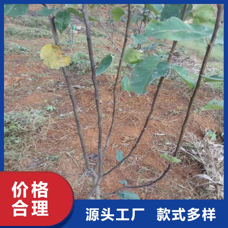 梨树-桃树苗畅销本地您身边的厂家