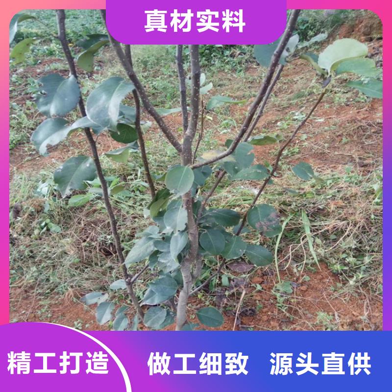 早酥红梨苗育苗基地本地经销商
