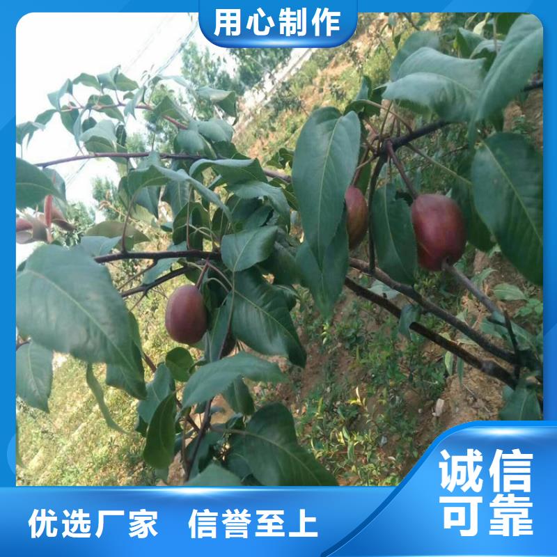 彩虹梨树苗种植基地当地公司