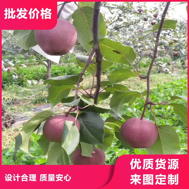 红梨苗价格同城生产商