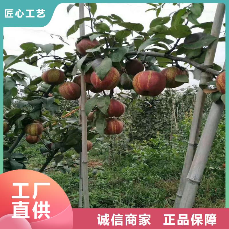 梨树【猕猴桃苗】供应商同城生产厂家