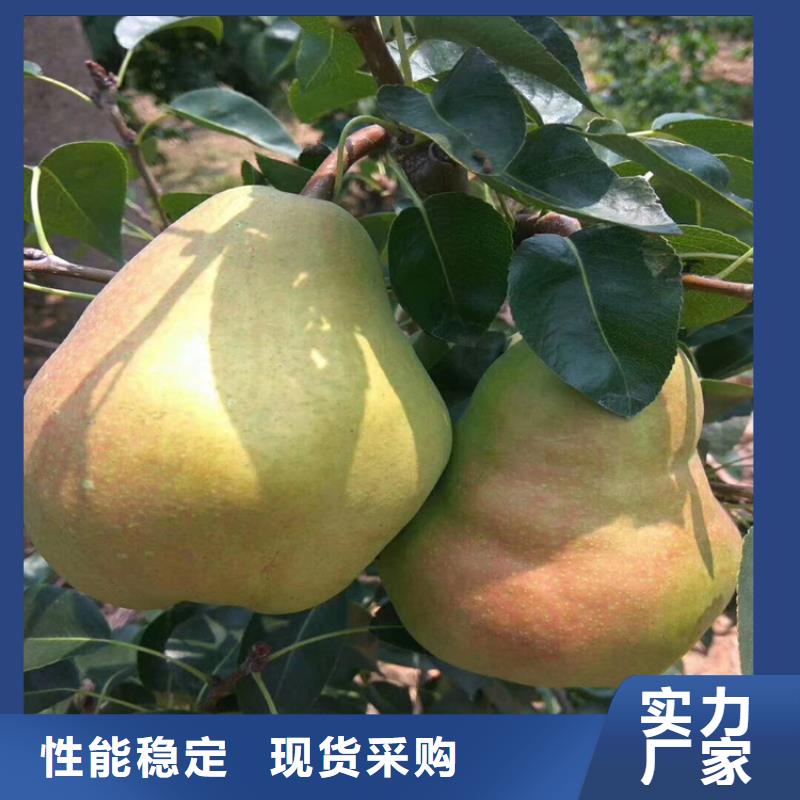 三红梨树苗育苗基地厂家货源