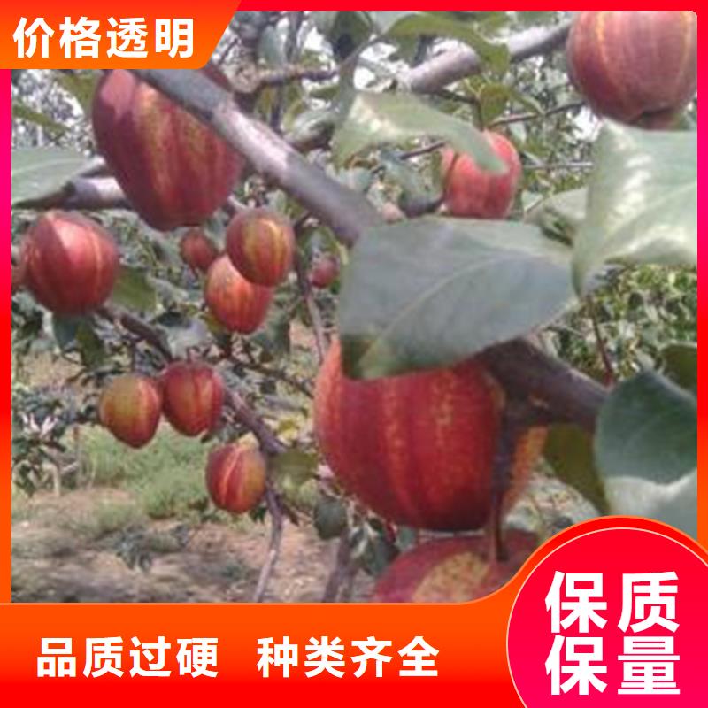 梨树3公分石榴苗精致工艺严格把控每一处细节