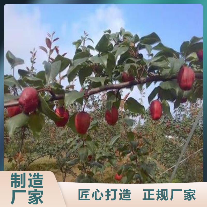 早酥红梨苗育苗基地西双版纳