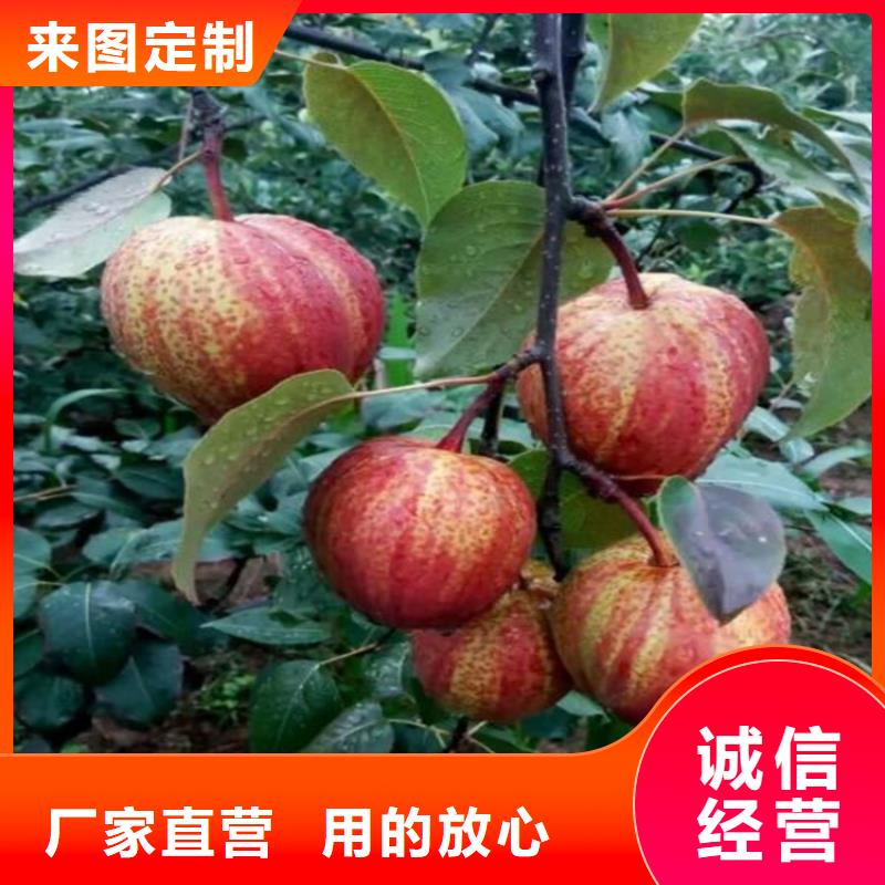 红梨苗经济效益专业供货品质管控