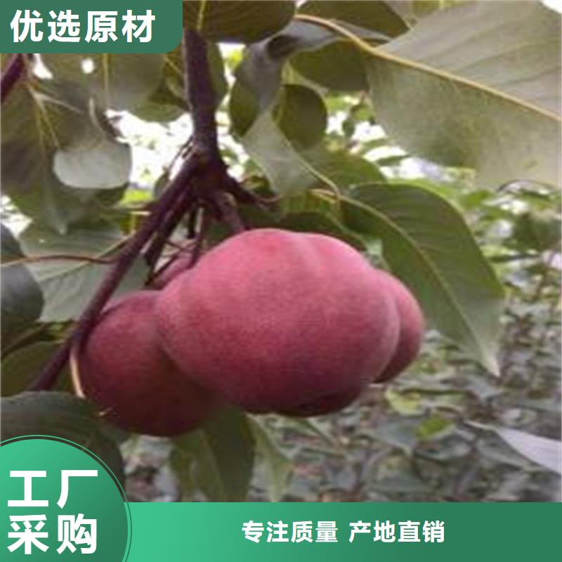 红梨树苗量大从优西双版纳