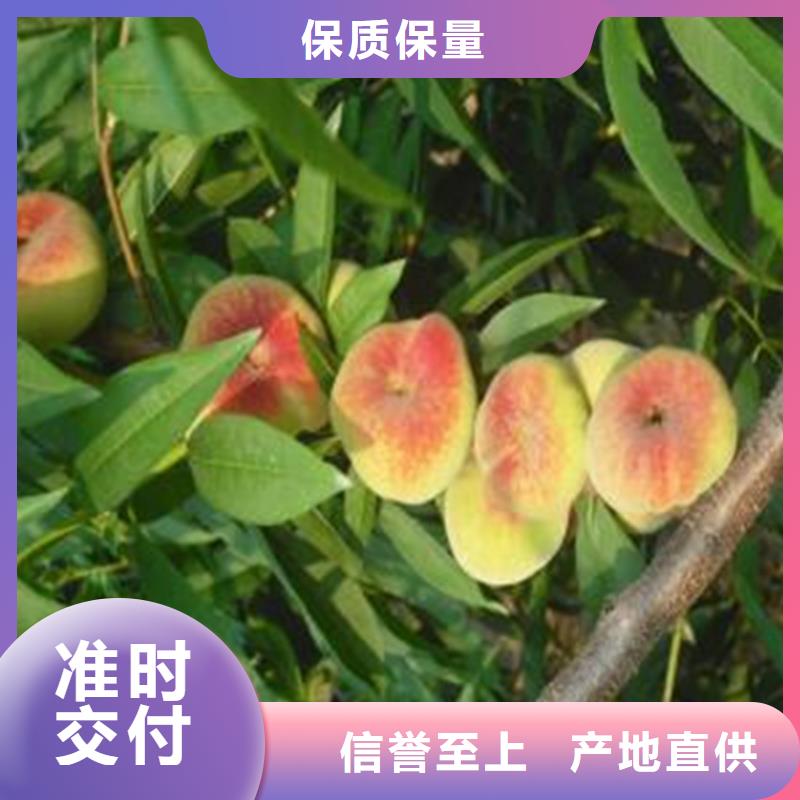 【桃红颜草莓厂家采购】当地货源