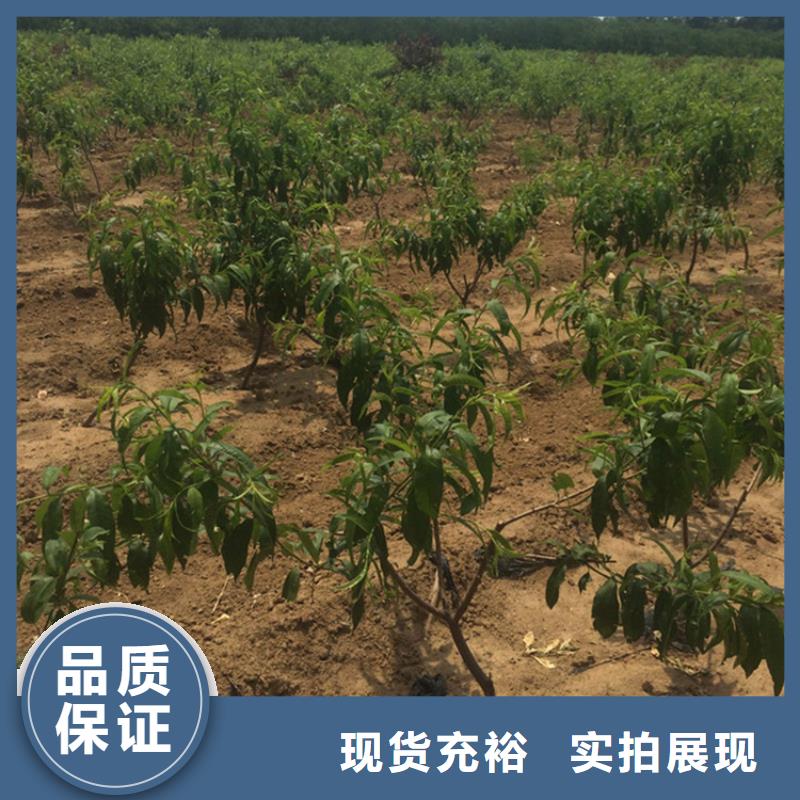 桃蓝莓苗实力雄厚品质保障销售的是诚信