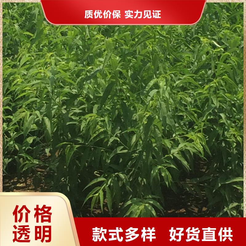 桃樱桃苗货真价实源头厂家