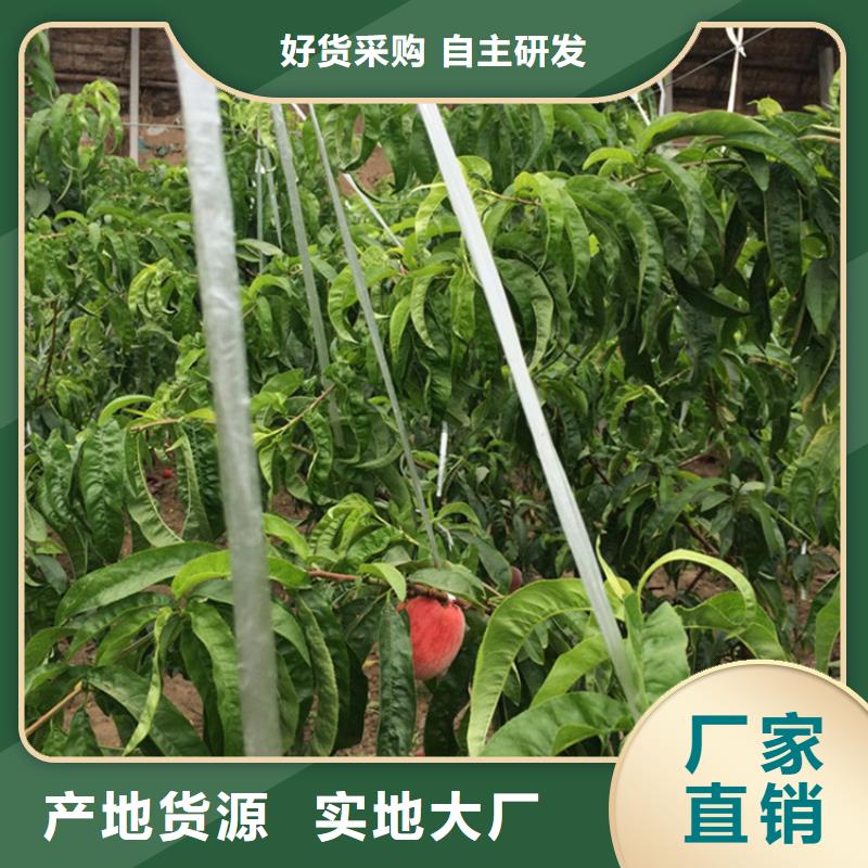桃_猕猴桃苗厂家现货批发品质信得过