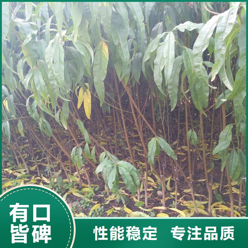 桃葡萄苗价格合理当地制造商
