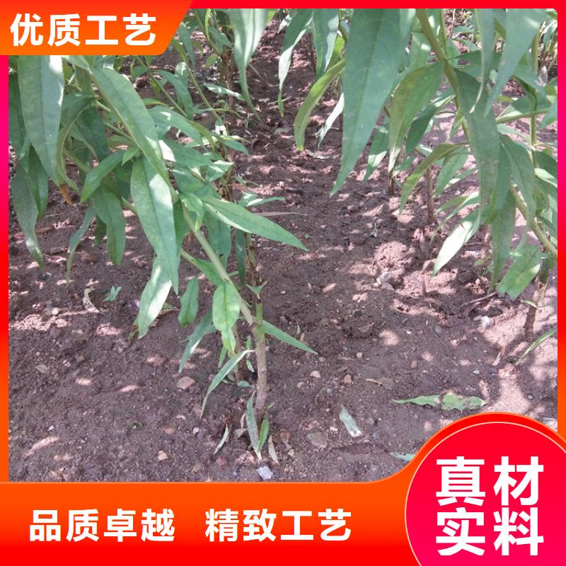 嫁接桃苗当年结果树/轩园园艺场本地厂家