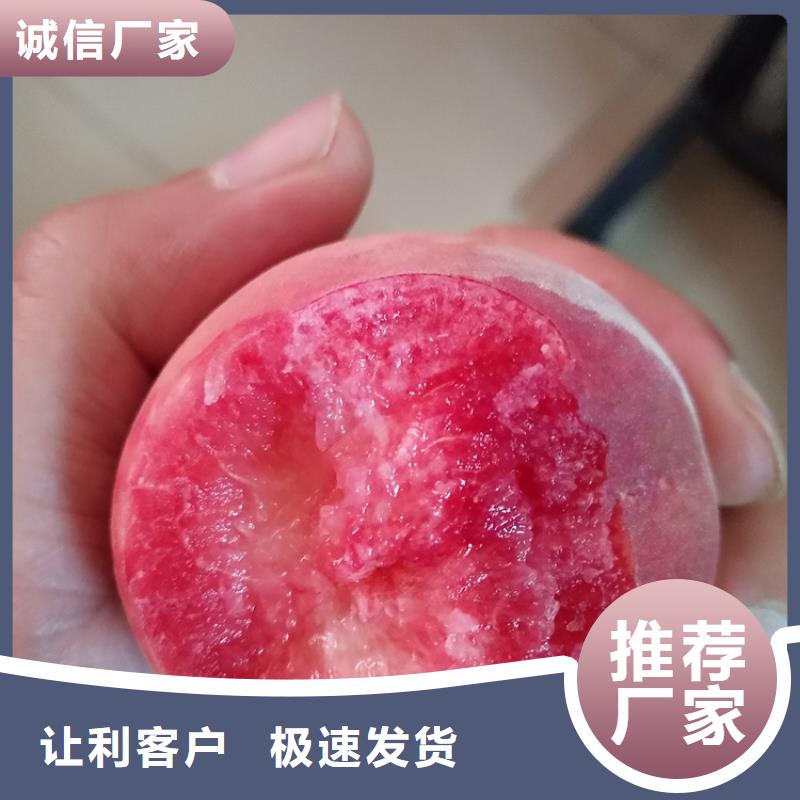 桃【樱桃苗】专业生产团队本地经销商