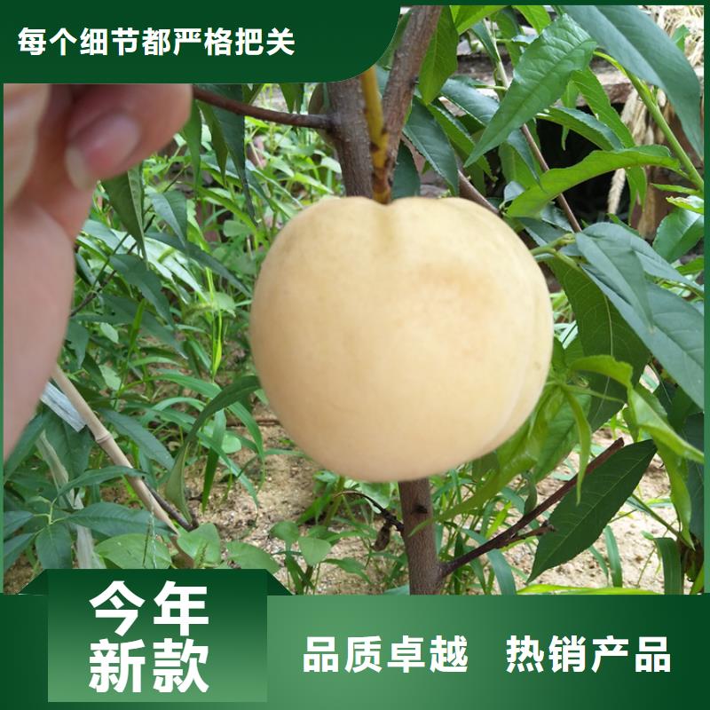 桃草莓苗厂家质量过硬当地公司