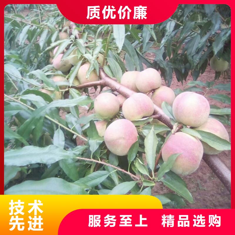 桃北美冬青一站式供应当地厂家