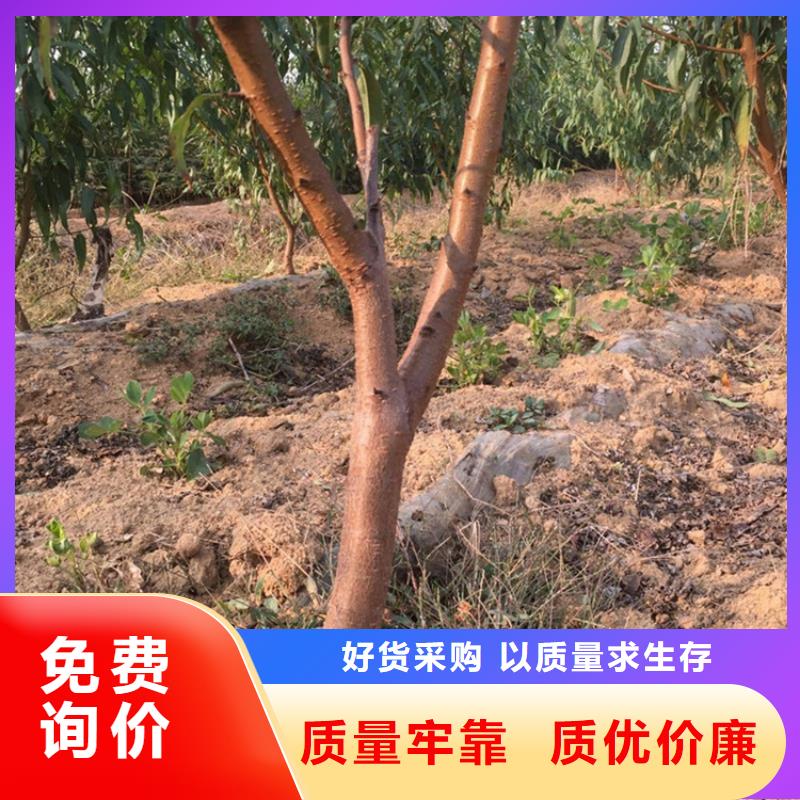 ​桃【樱桃苗】服务至上可接急单