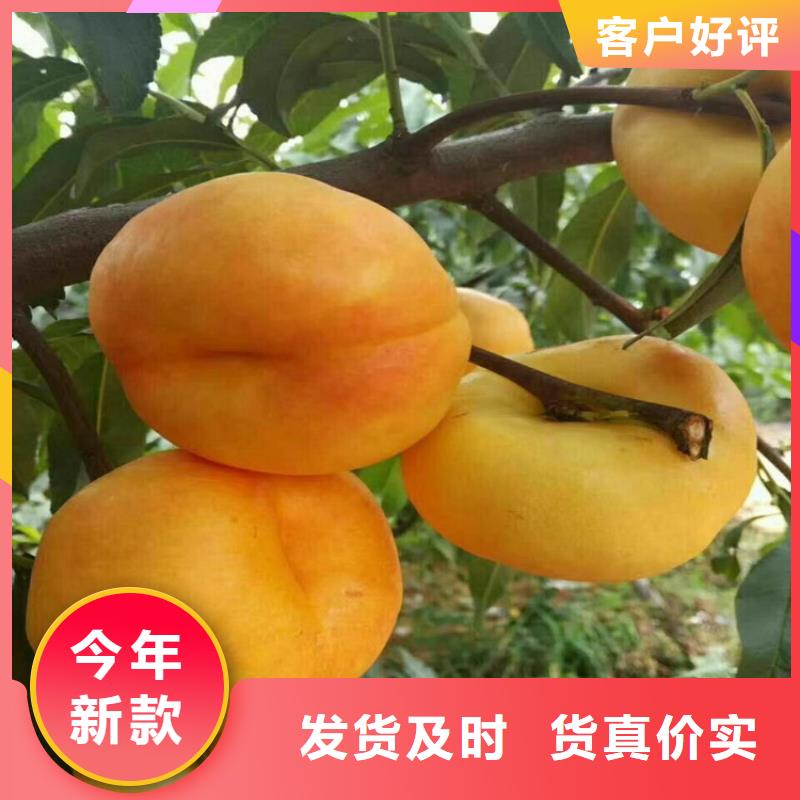 桃3公分石榴苗0中间商差价同城经销商
