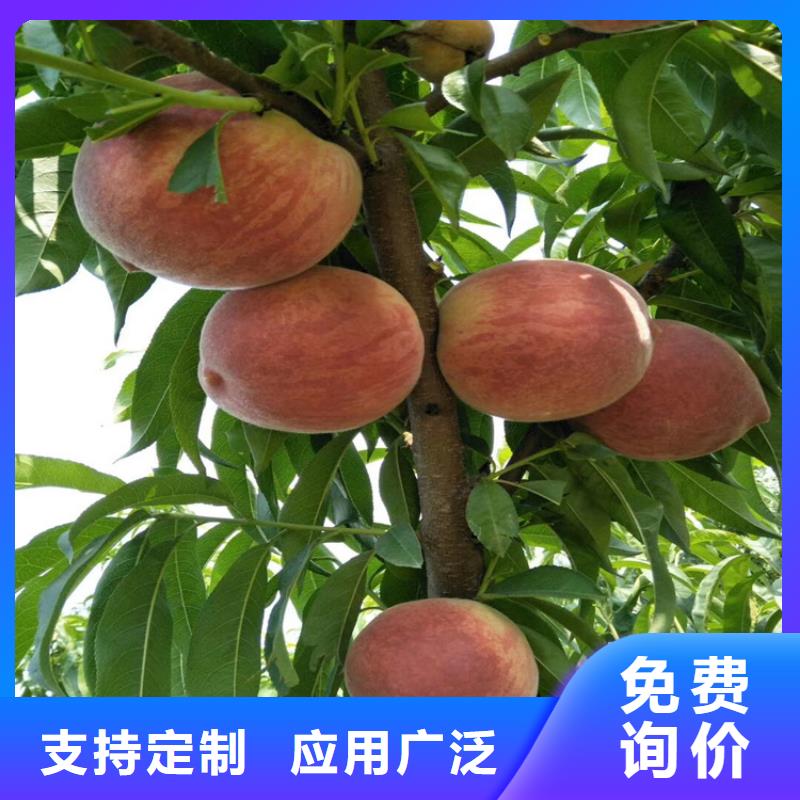 桃_板栗苗现货采购品质不将就