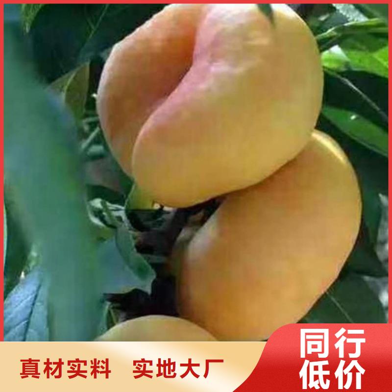 ​桃草莓苗一件也发货好品质用的放心