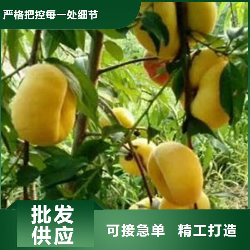 嫁接桃苗全国发货当地品牌