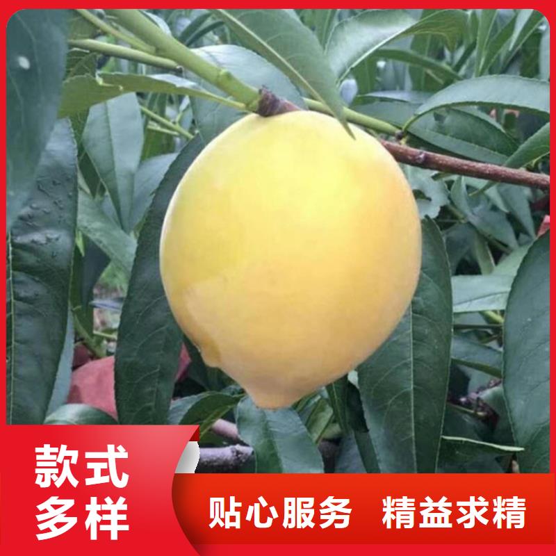 桃【樱桃苗】生产经验丰富多种场景适用
