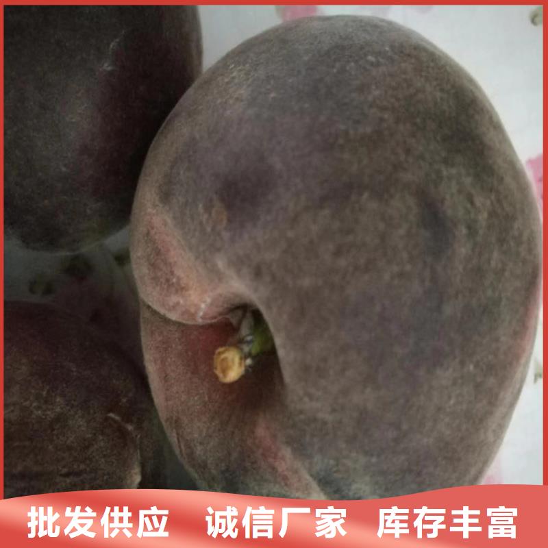 【桃苹果苗拒绝差价】生产经验丰富