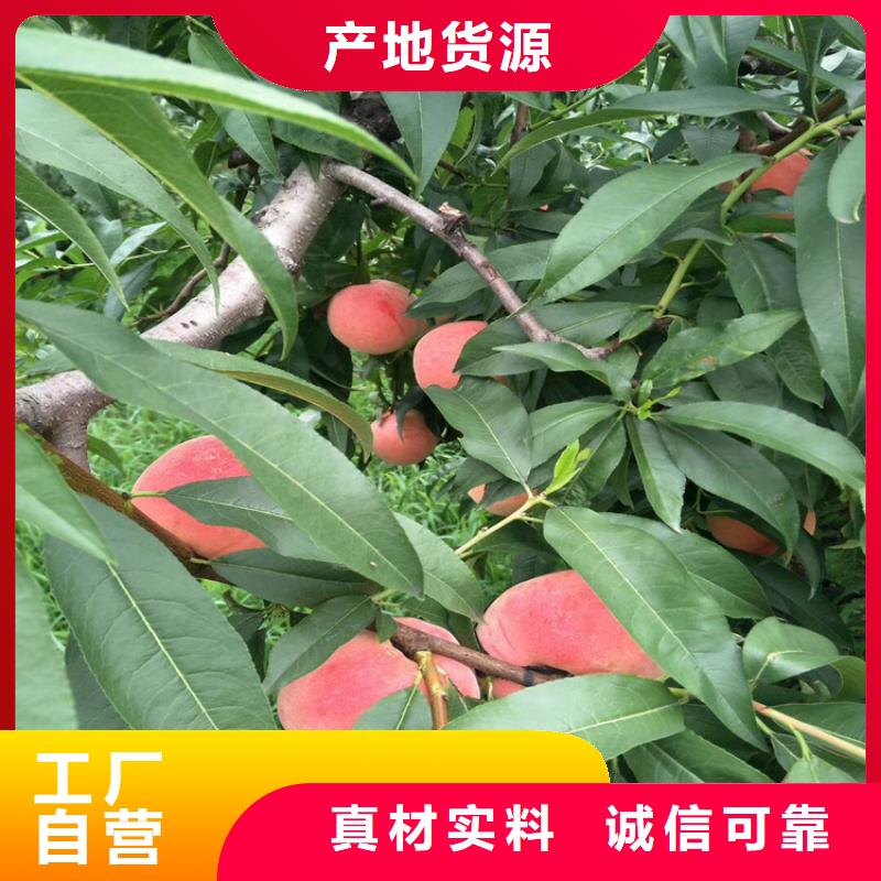 【桃蓝莓苗我们更专业】发货及时