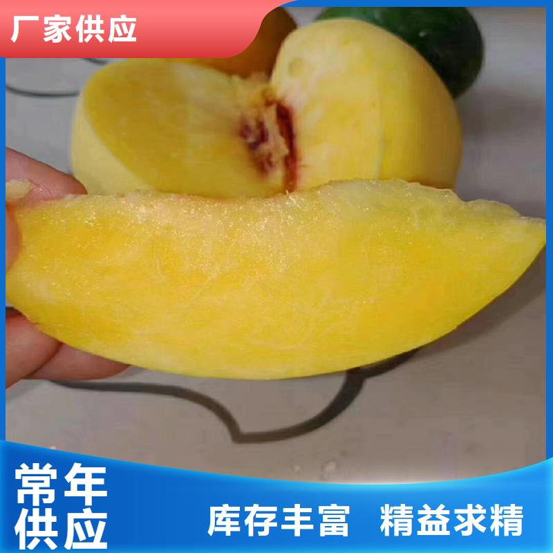 【桃】,北美冬青规格型号全满足客户所需