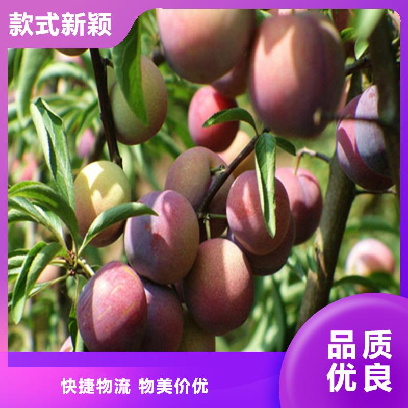 【李子,花椒苗本地厂家值得信赖】超产品在细节