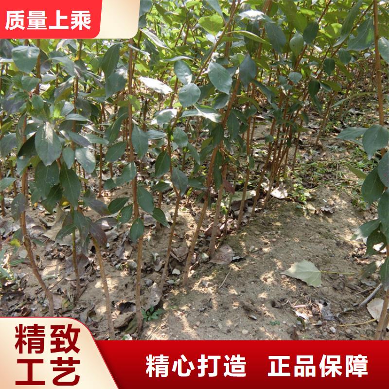 李子苗全国发货当地货源