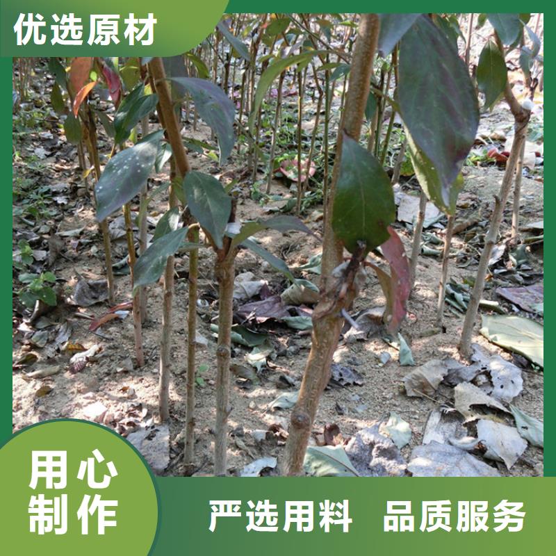 【李子】-桃树苗实体厂家正规厂家