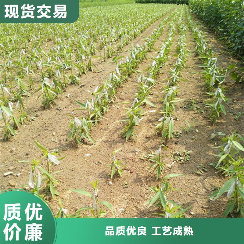 李子苗现挖苗现发货同城品牌