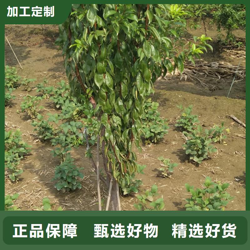 清脆李子苗规格/轩园园艺场当地品牌
