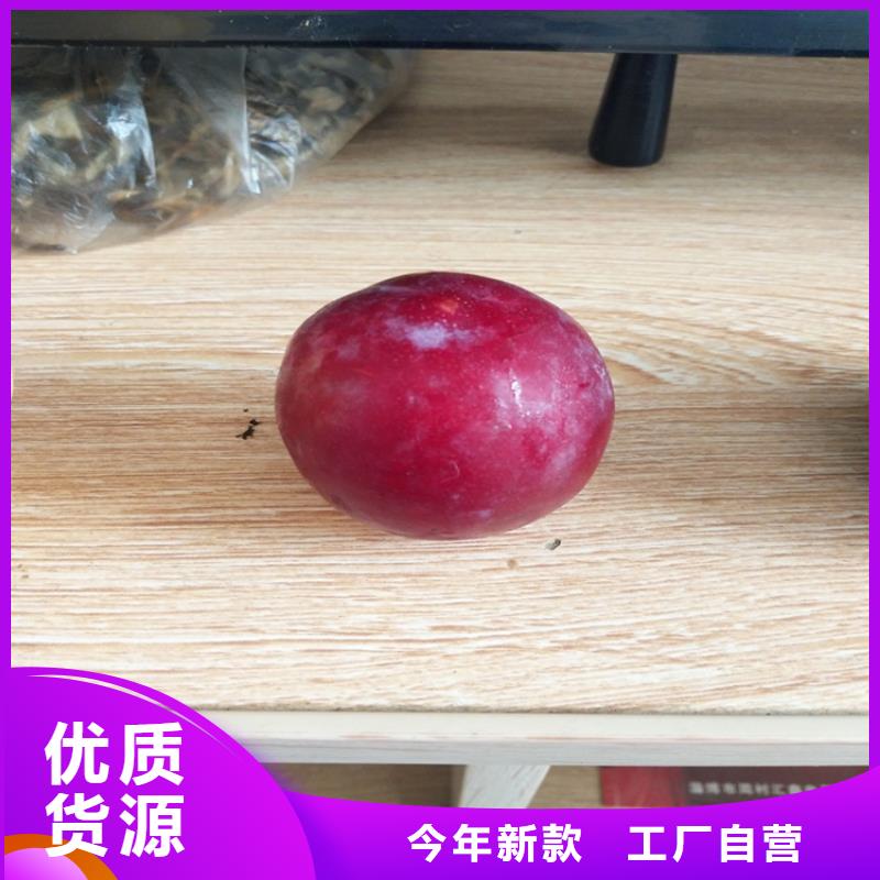 女神李子苗经济效益同城经销商