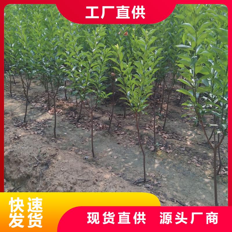 李子红石榴苗基地精品优选同城服务商