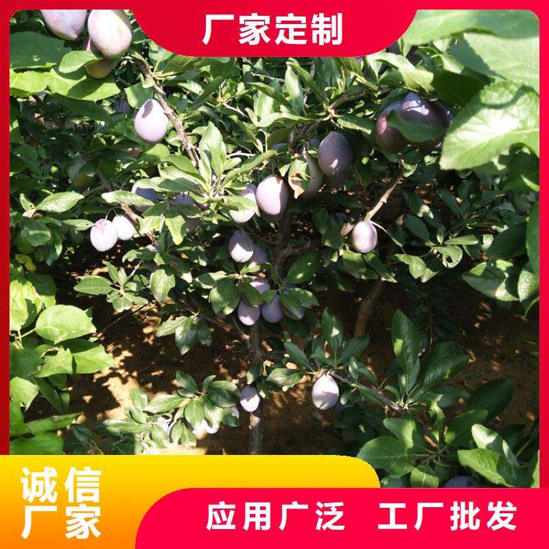 李子樱桃苗生产型本地制造商