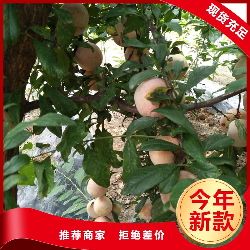 李子蓝莓苗一件也发货厂家直销直供