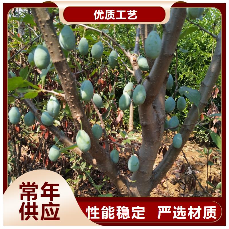 李子【樱桃苗】价格地道好产品有口碑