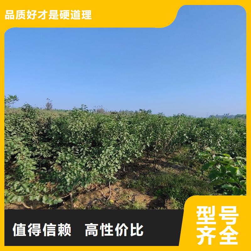女神李子苗价格价格实惠