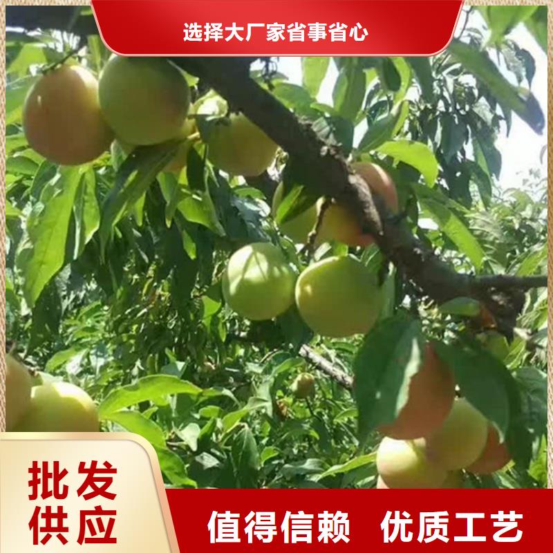 李子北美冬青按需定做品牌企业