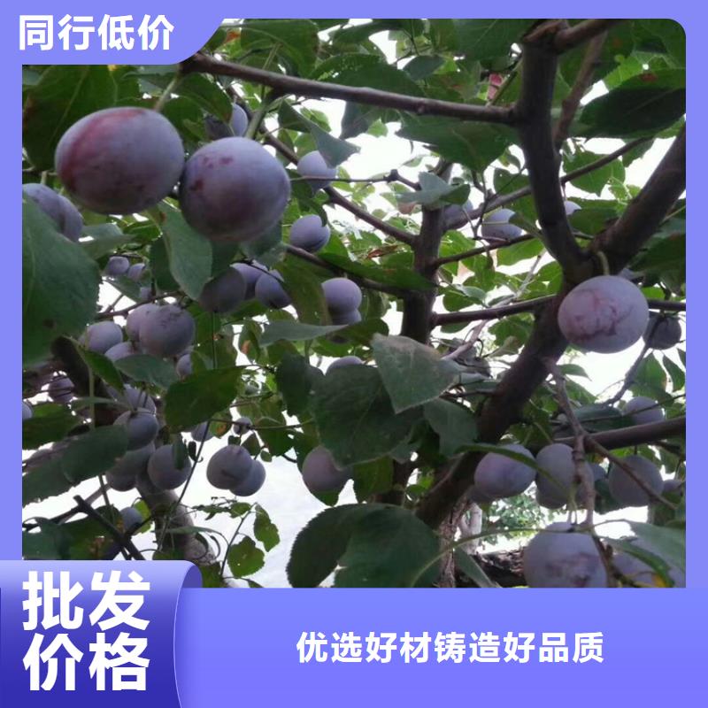 恐龙蛋李子苗根系发达免费寄样